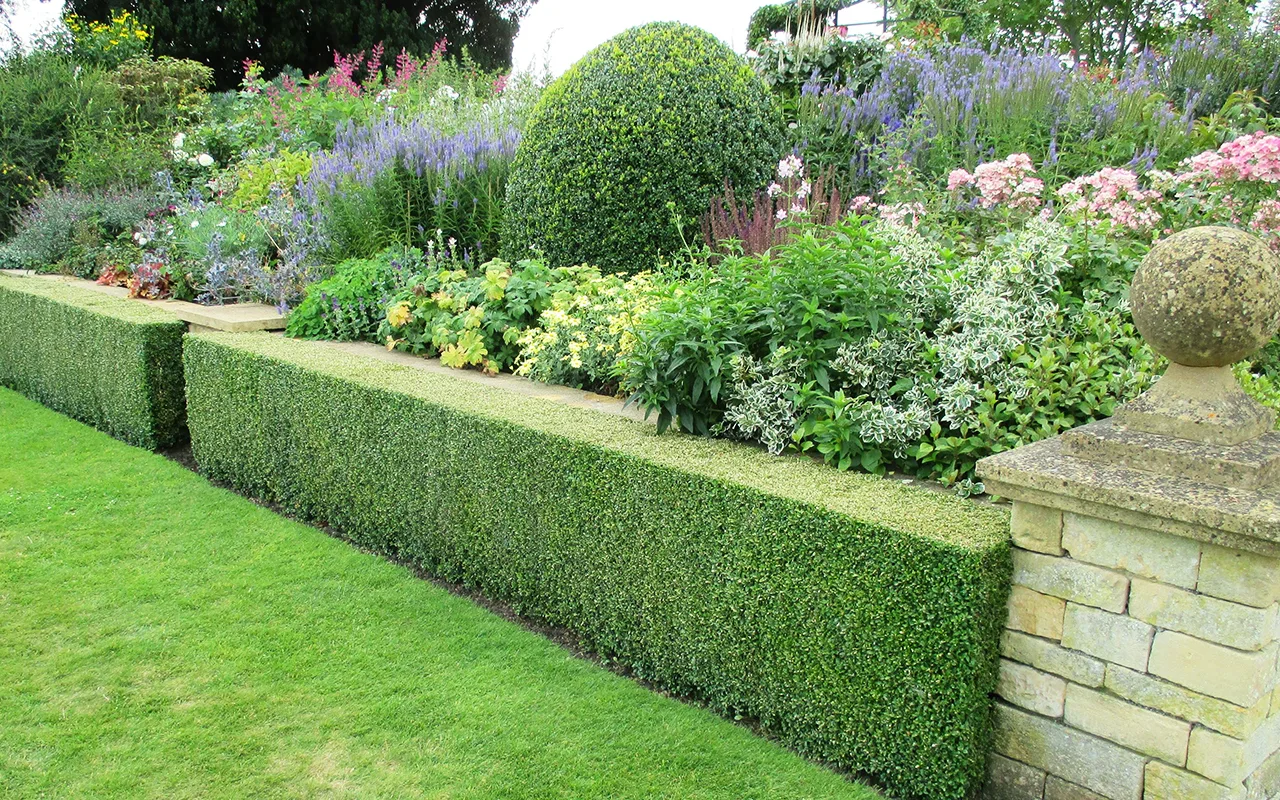 Spacing_Hedges_1-copy-jpg