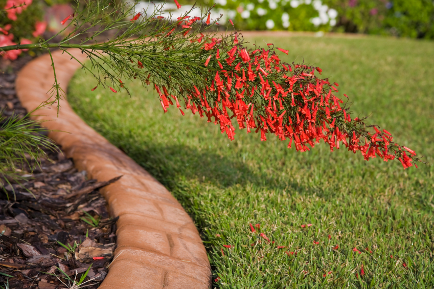 flower bed and borders